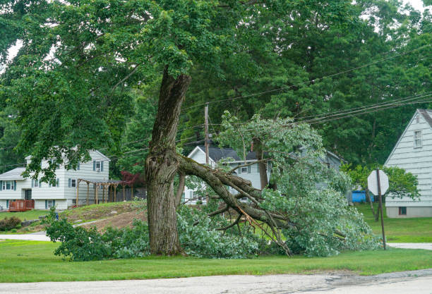 Best Stump Grinding Near Me  in Barry, IL